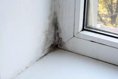 moisissures autour d'une fenêtre